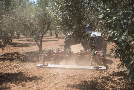 Al via le misure fitosanitarie obbligatorie per la lotta alla Xylella entro il 30 aprile 2026
